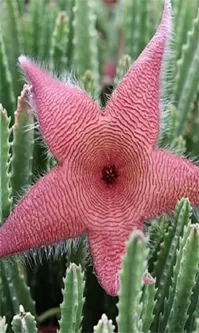 Interesting Facts Starfish Flower Cactus
